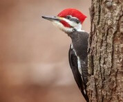 Woodpecker Walk at Deep Creek Lake, MD