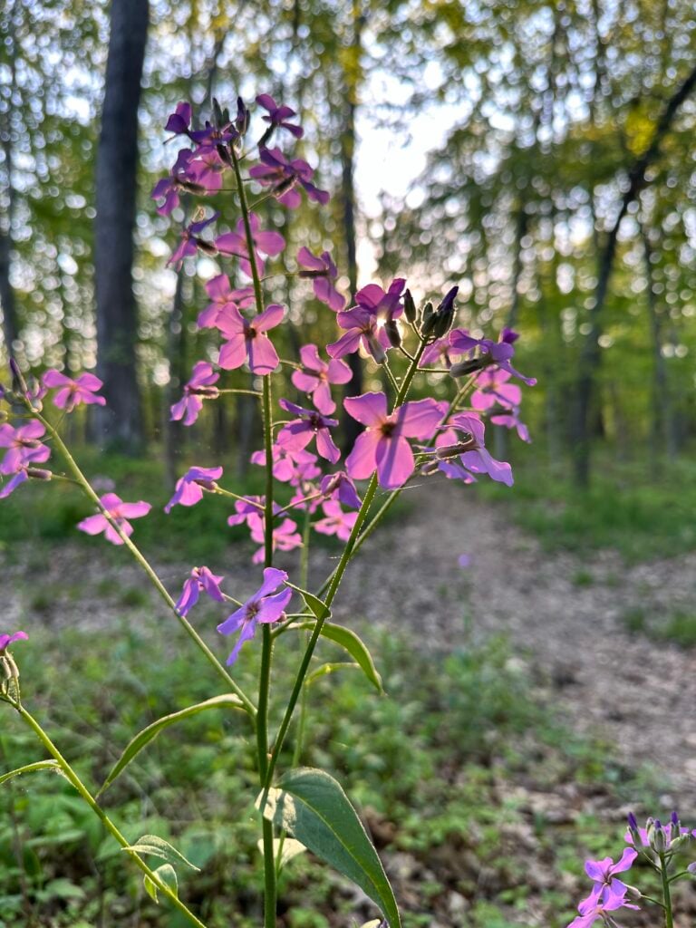 Wildflowers along a Broadford trail