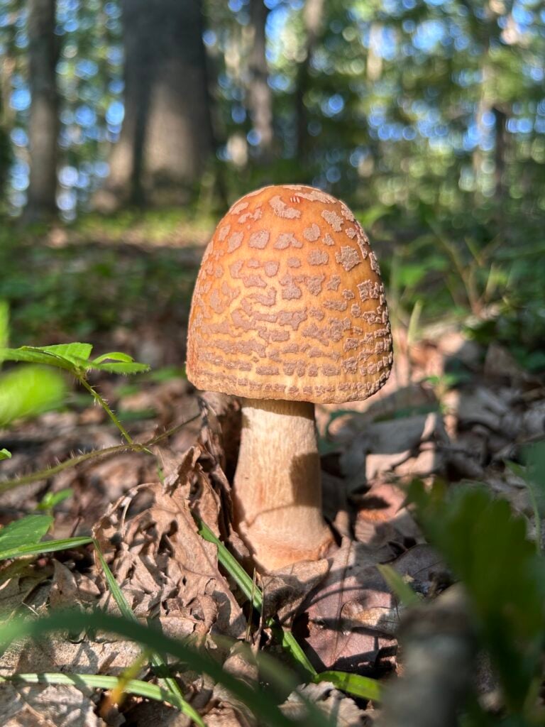 Mushroom beside a Broadford trail