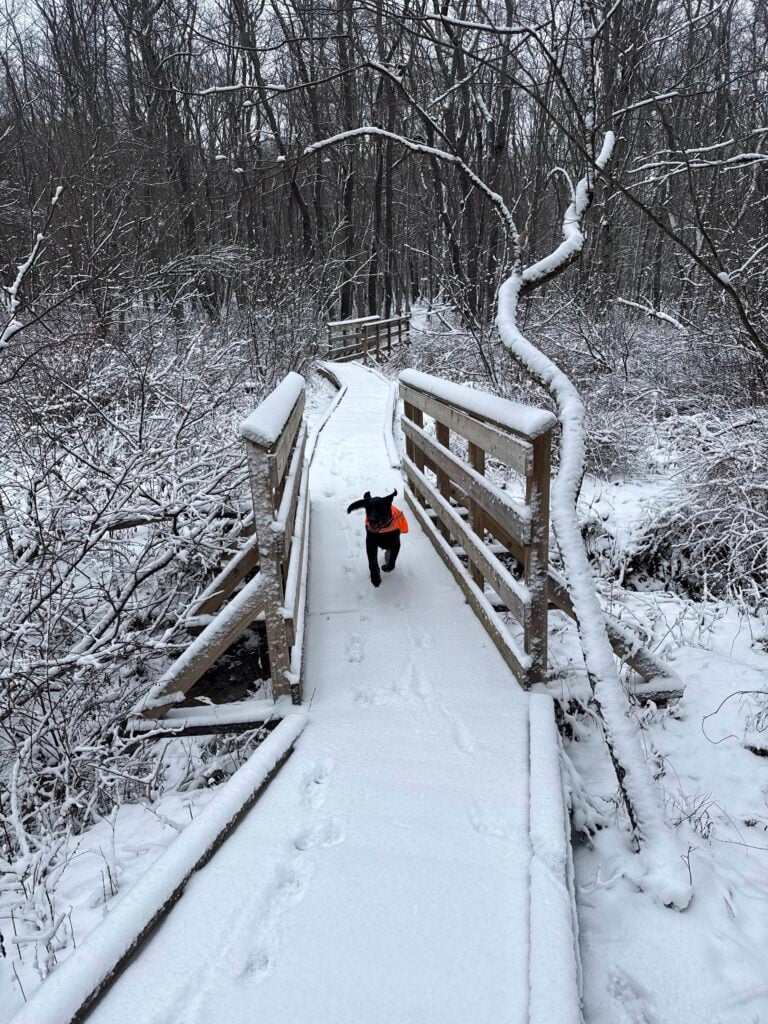 Snowy bridge on a Broadford trail