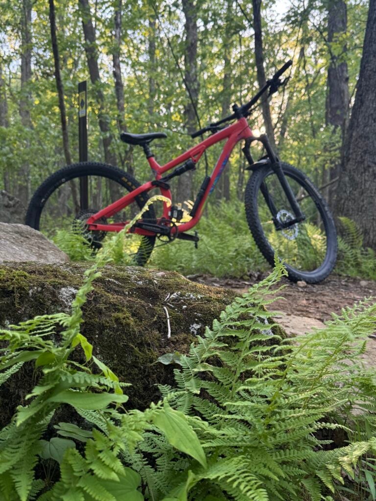 Mountain bike in the ferns at Broadford