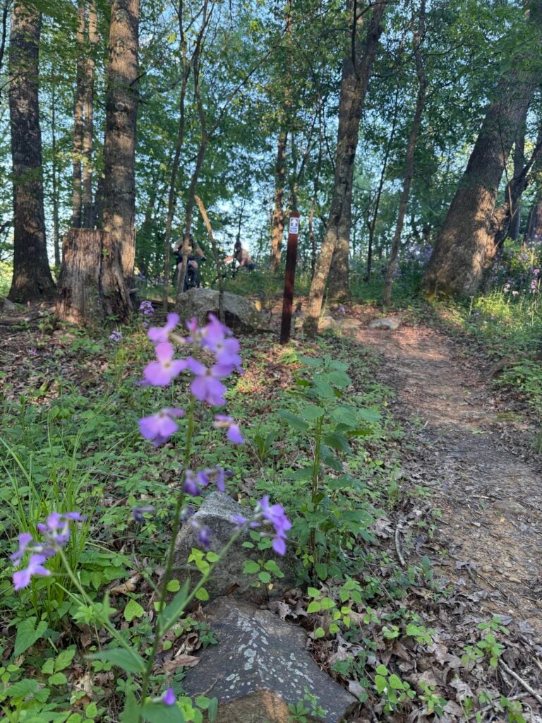 Wildflowers on Broadford singletrack