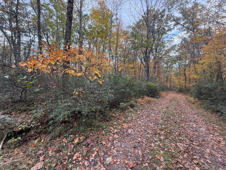 Fall color on the Cherry Creek trails