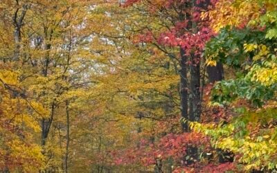 Fall Foliage Continues to Peak in Garrett County, DNR Reports