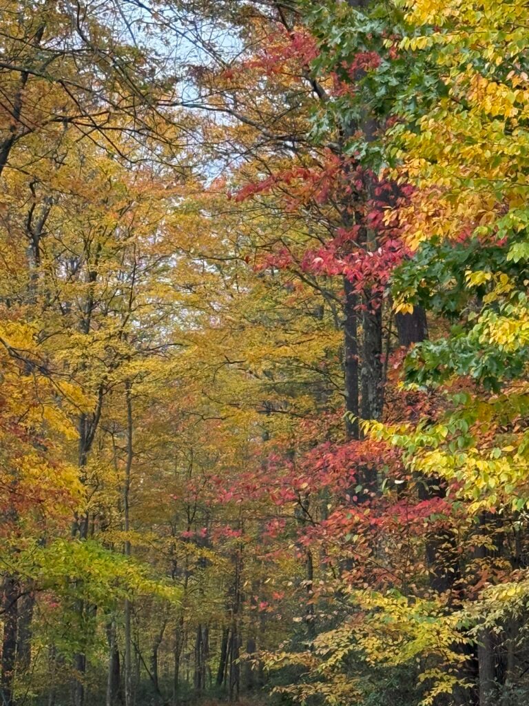 Autumn foliage near Cherry Creek