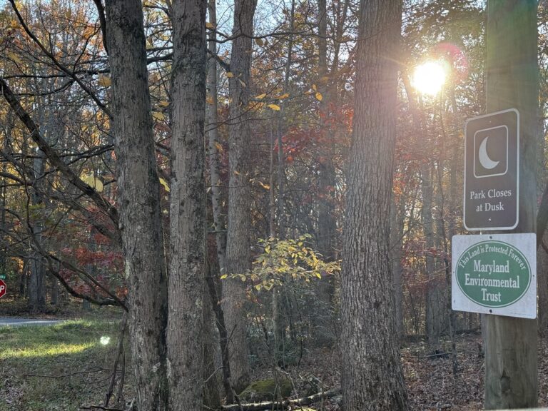 Fork Run Recreation Area trail scene – Deep Creek Adventure Bureau