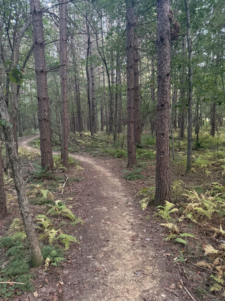 Herrington Manor State Park trail scene – Deep Creek Adventure Bureau