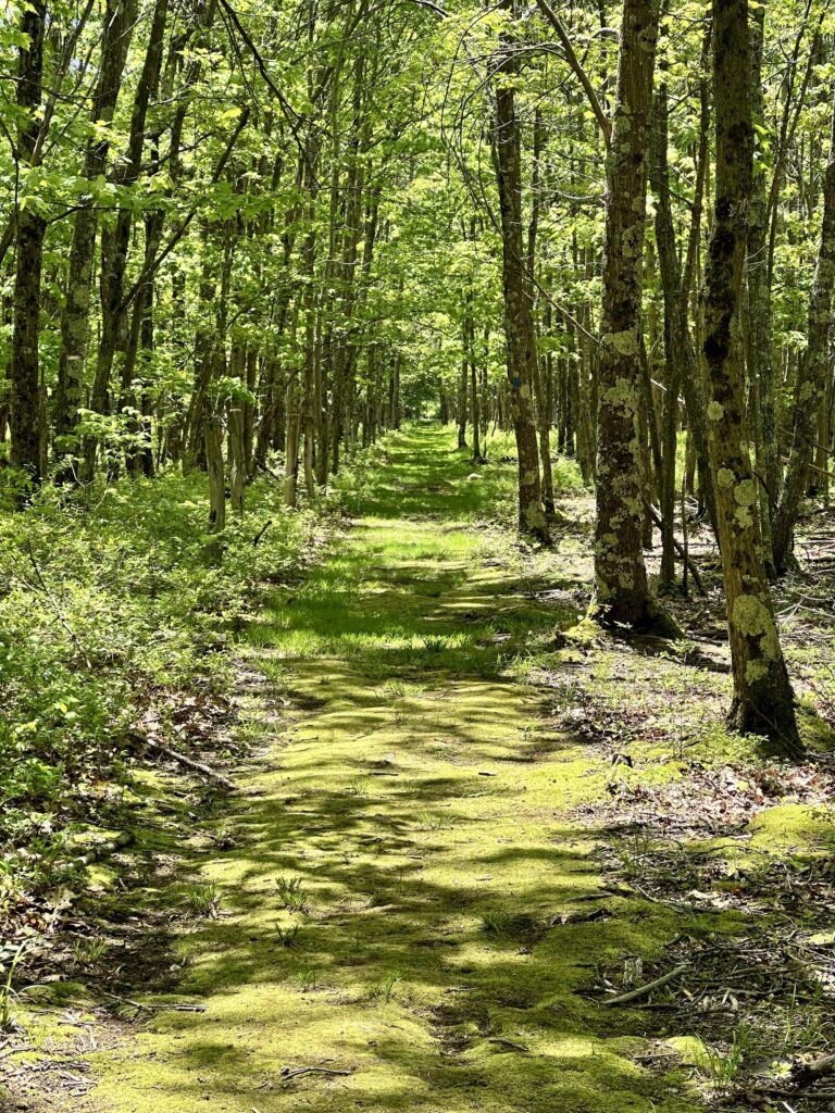 Meshach Browning Trails trail scene – Deep Creek Adventure Bureau