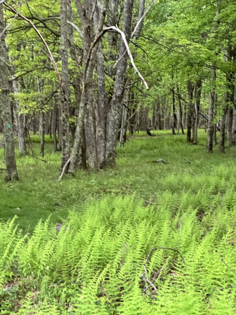Ferns along the Meshach Browning trails