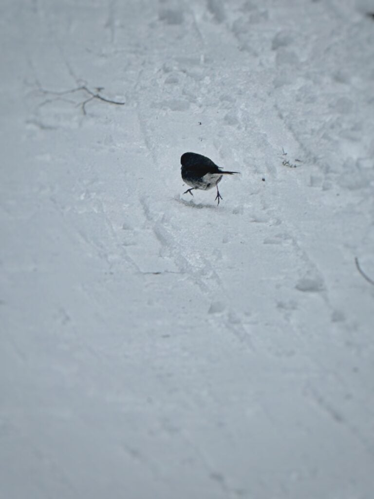 Bird in the snow at New Germany State Park