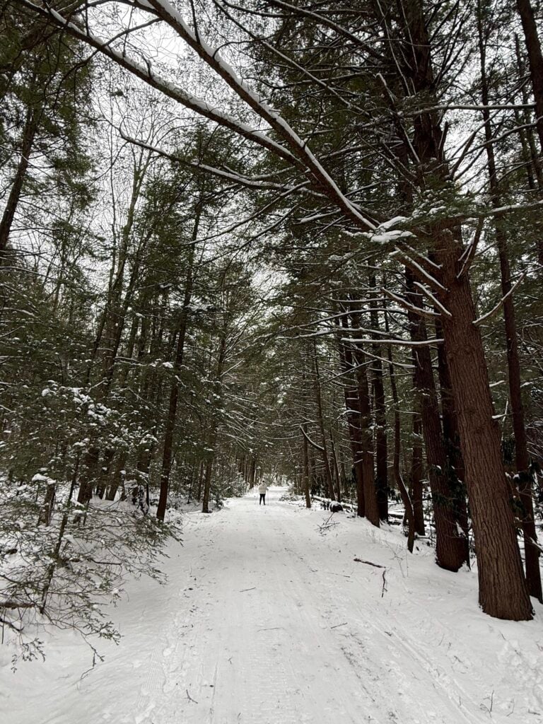 Snowy pines on a New Germany ski trail