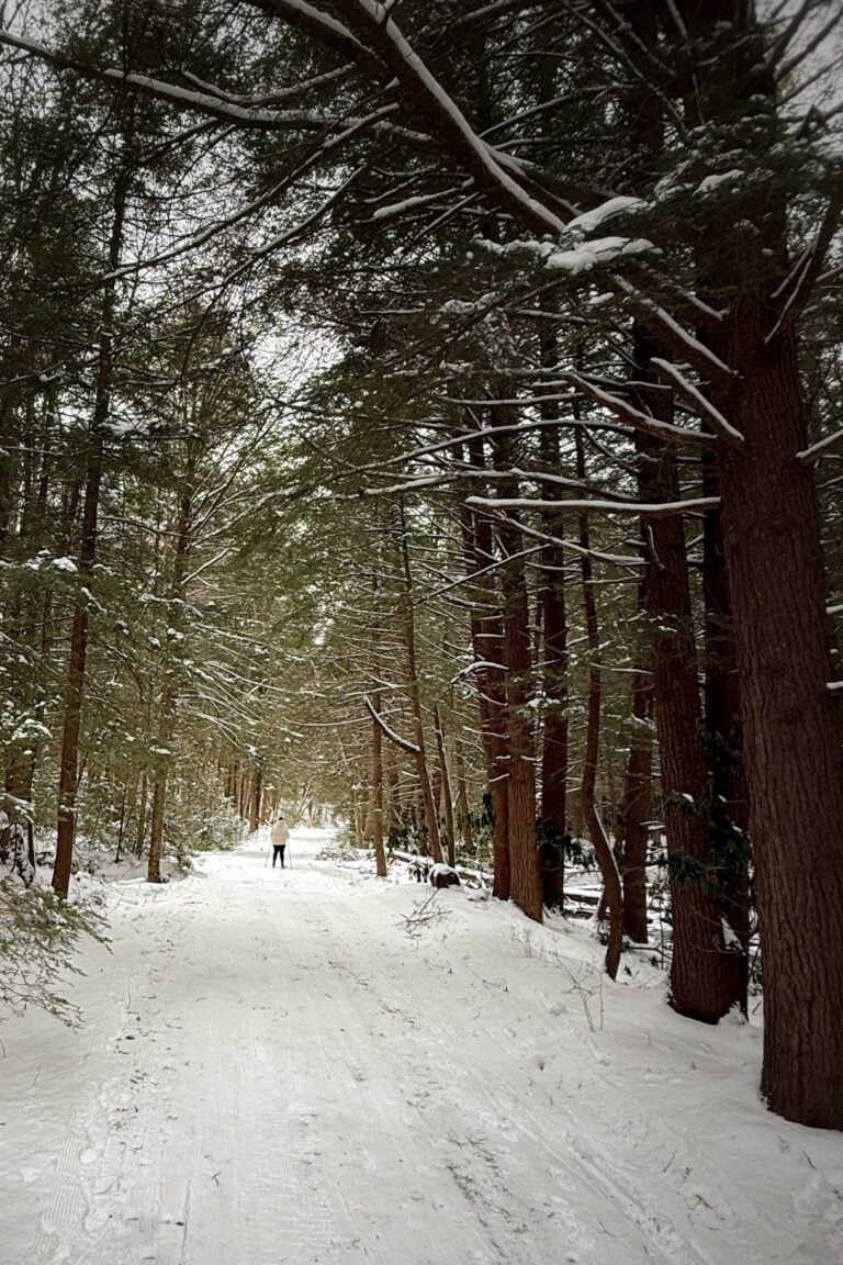 Groomed ski trail through the hemlocks at New Germany