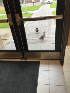 Garrett College Ducks 2018