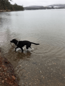 Puppy in Deep Creek Lake, MD