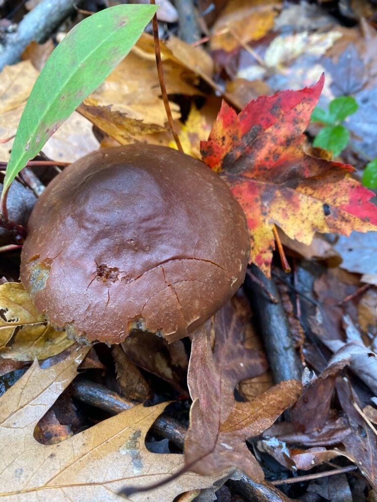 Mushroom in fall leaves along a Savage River trail
