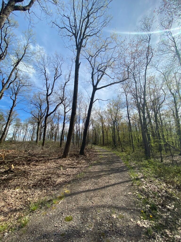 Gravel trail through Savage River State Forest in spring